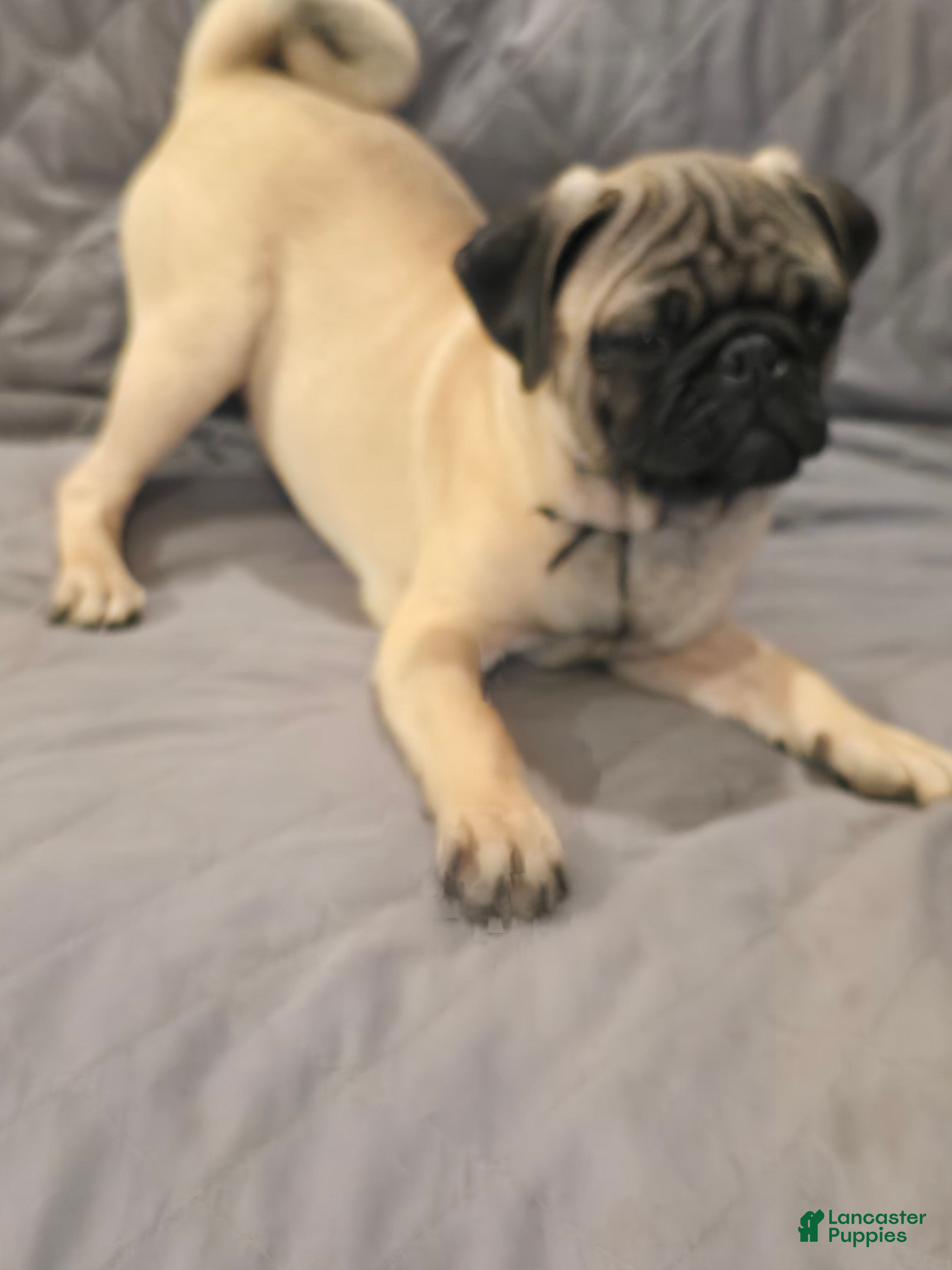 Pug dogs Clyde - Ad 1