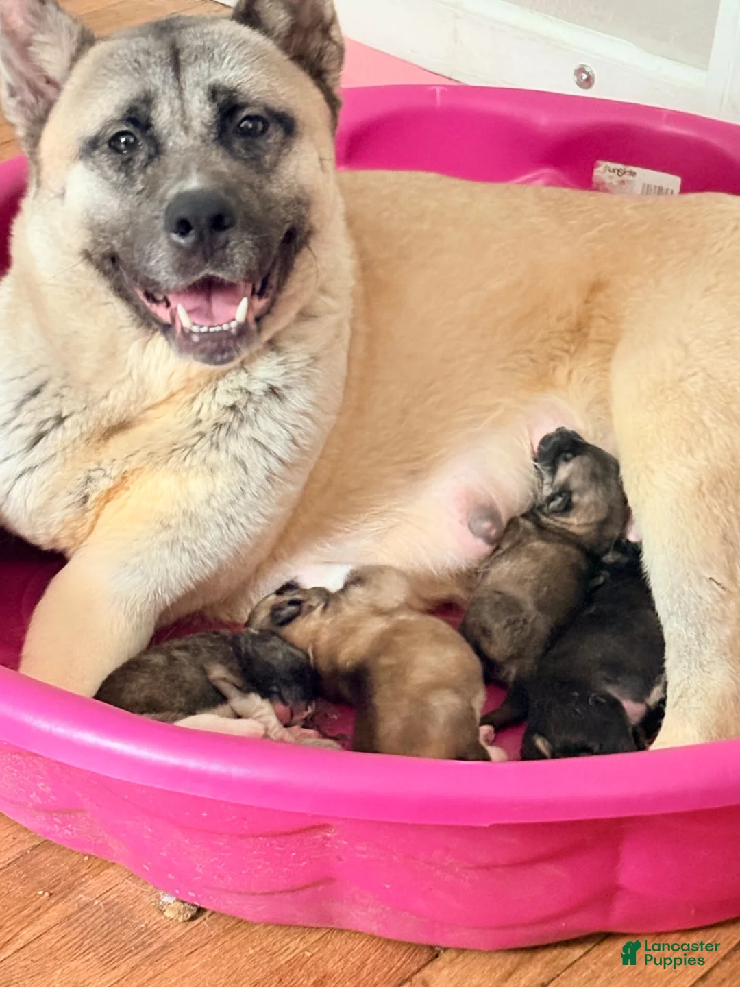 Akita dogs for sale: AKC American Akita Puppies 1500 - Ad 15