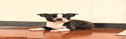 Boston Terrier dogs for sale: Jack  - Ad 3