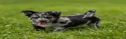 Chihuahua dogs for sale: Ryder Chihuahua Puppy  - Ad 15