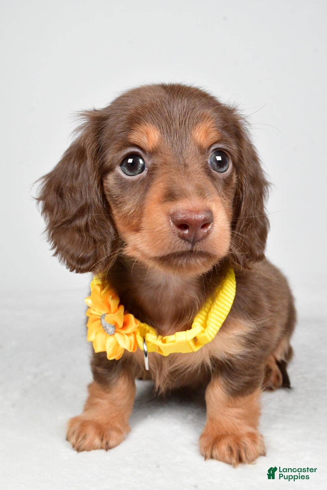 Miniature Dachshund dogs for sale: Amber - Ad 6