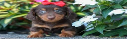 Miniature Dachshund dogs for sale:  Zane 🦴 - Ad 16