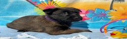 Belgian Malinois dogs for sale: Purple  - Ad 2