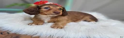 Dachshund dogs for sale: Willow  - Ad 7