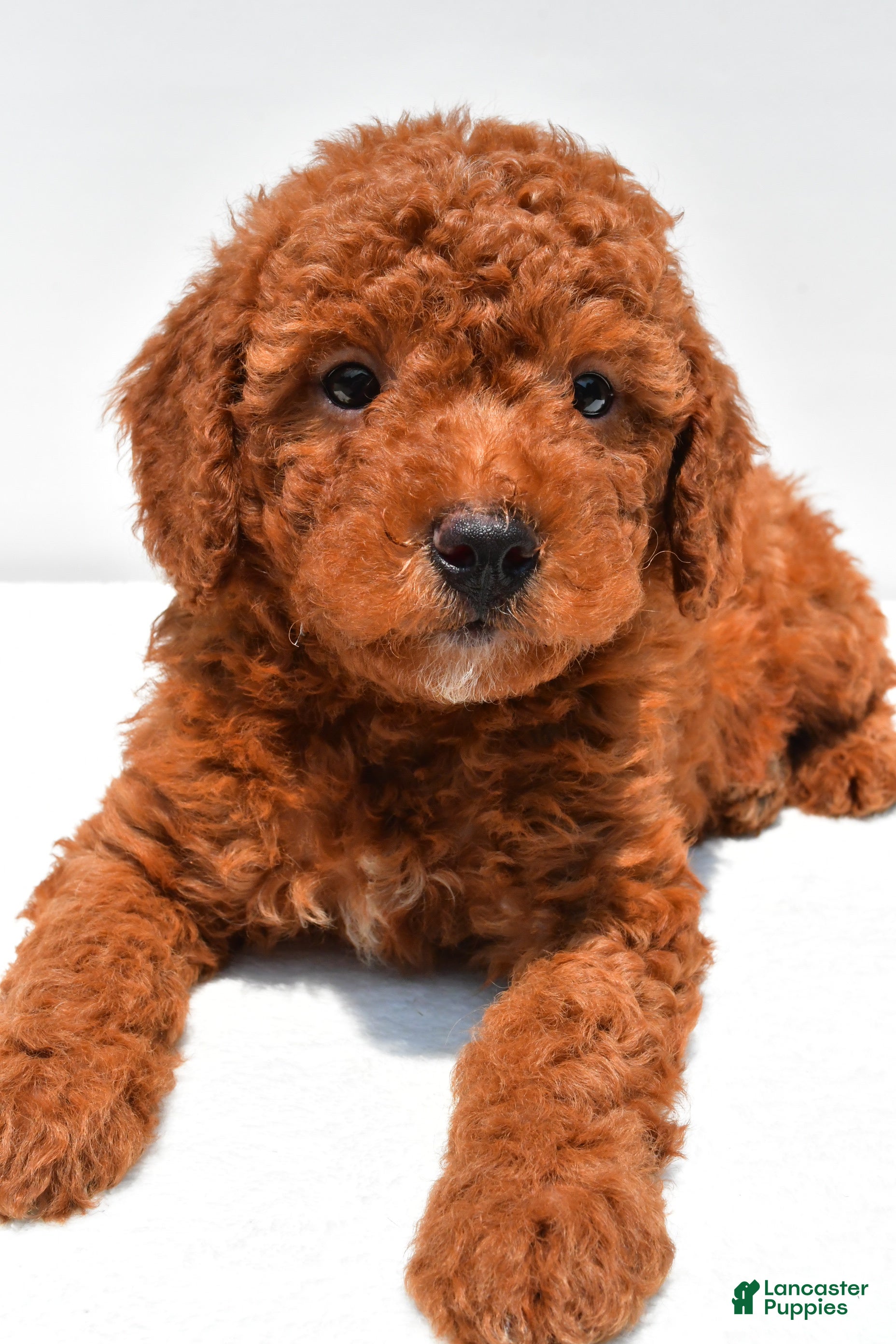 Mini Goldendoodle dogs Nash - Ad 1