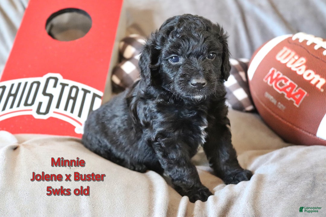 Mini Aussiedoodle dogs for sale: Minnie - Ad 4