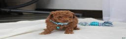 Bichpoo dogs for sale: Finley  - Ad 8