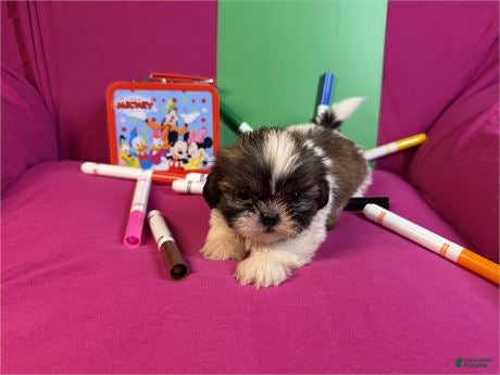 Shih Tzu dogs Shih Tzu 1 - Ad 2