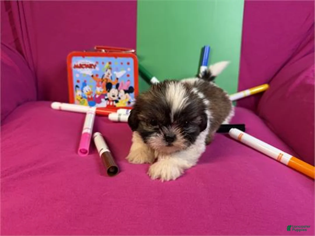 Shih Tzu dogs for sale: Shih Tzu 1 - Ad 2