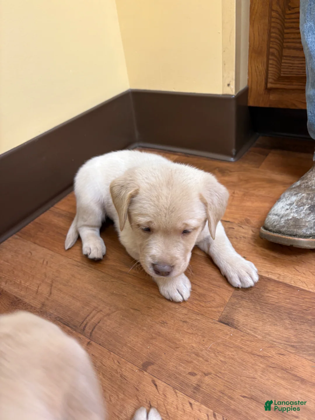 Labrador Retriever dogs for sale: Labrador Retriever Puppy 1 - Ad 2
