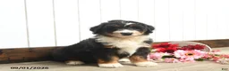 Aussiedoodle dogs for sale: Quackers - Ad 1