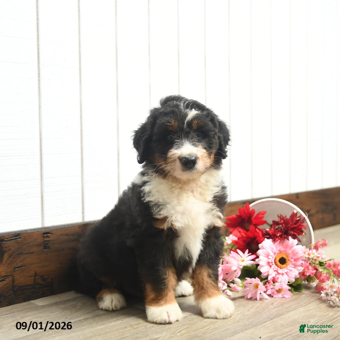 Aussiedoodle dogs for sale: Quackers - Ad 1