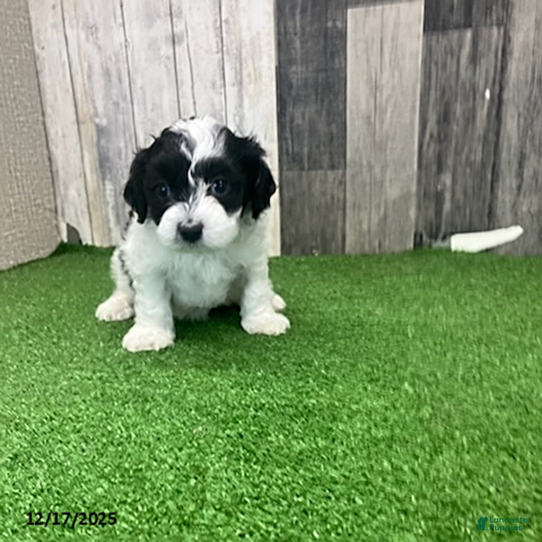 Maltipoo dogs for sale: Molly - Ad 3