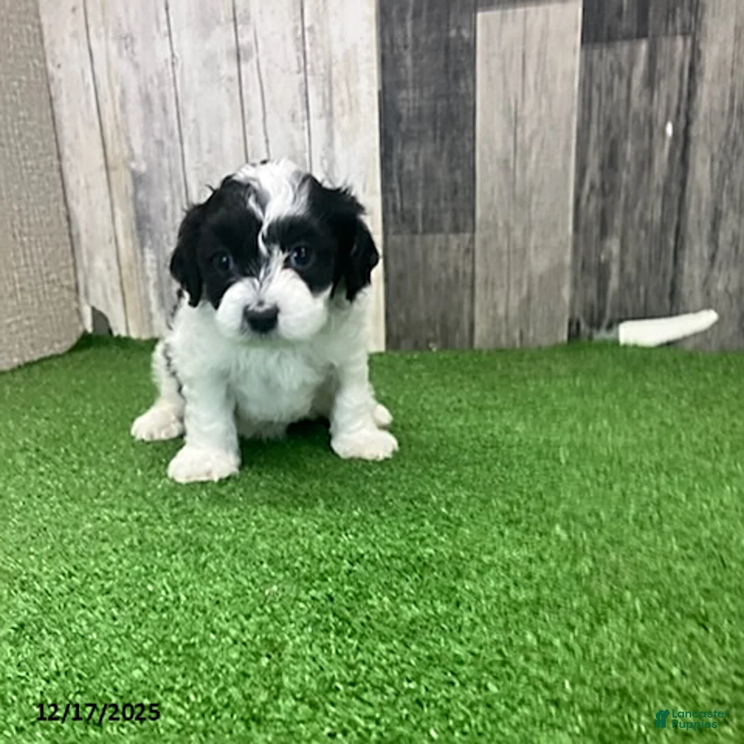 Maltipoo dogs for sale: Molly - Ad 3