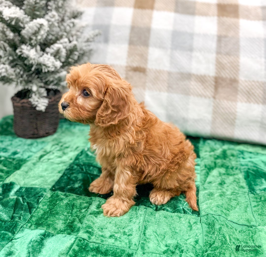 Cavapoo dogs for sale: Hennri - Ad 5