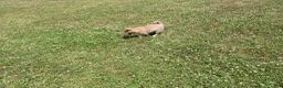 Shiba Inu dogs for sale: Doodle  - Ad 4