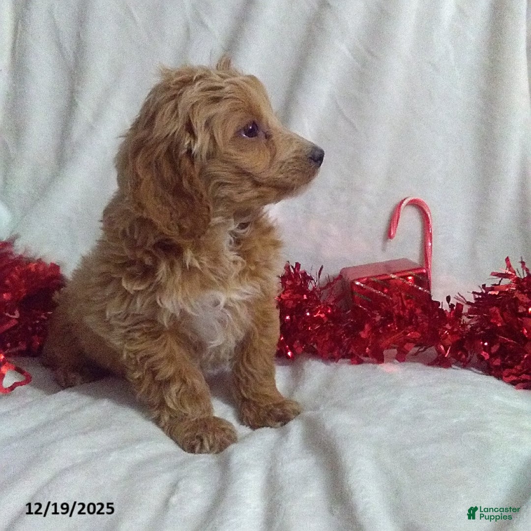 Mini Goldendoodle dogs for sale: Merry - Ad 3
