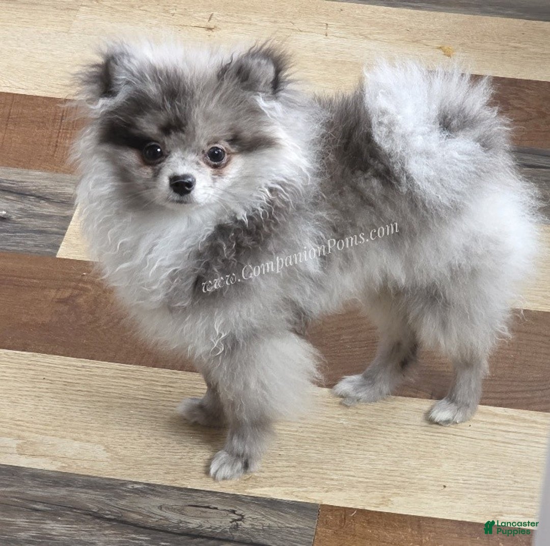 Pomeranian dogs for sale: Tiki Blue Merle - Ad 5
