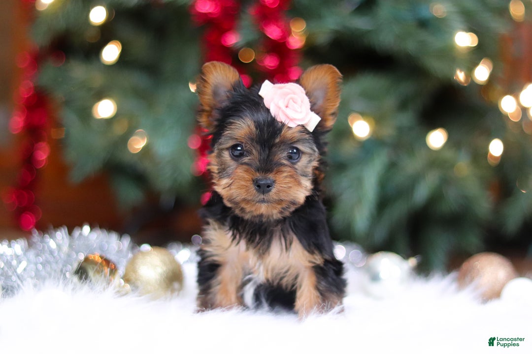 Yorkshire Terrier dogs for sale: Quinn - Ad 1