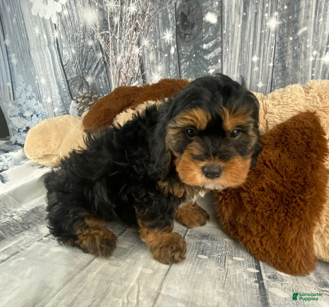 Cavapoo dogs for sale: Remy - Ad 7