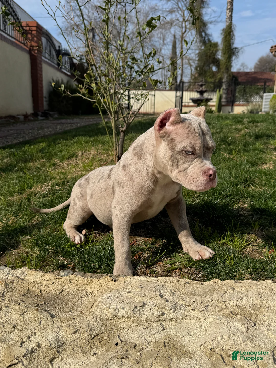 American Bully dogs for sale: American Bully Lilac Merle Male - Ad 1