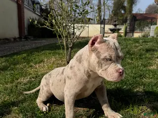 American Bully dogs American Bully Lilac Merle Male - Ad 2