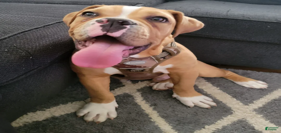 Gallery Image {{count}}