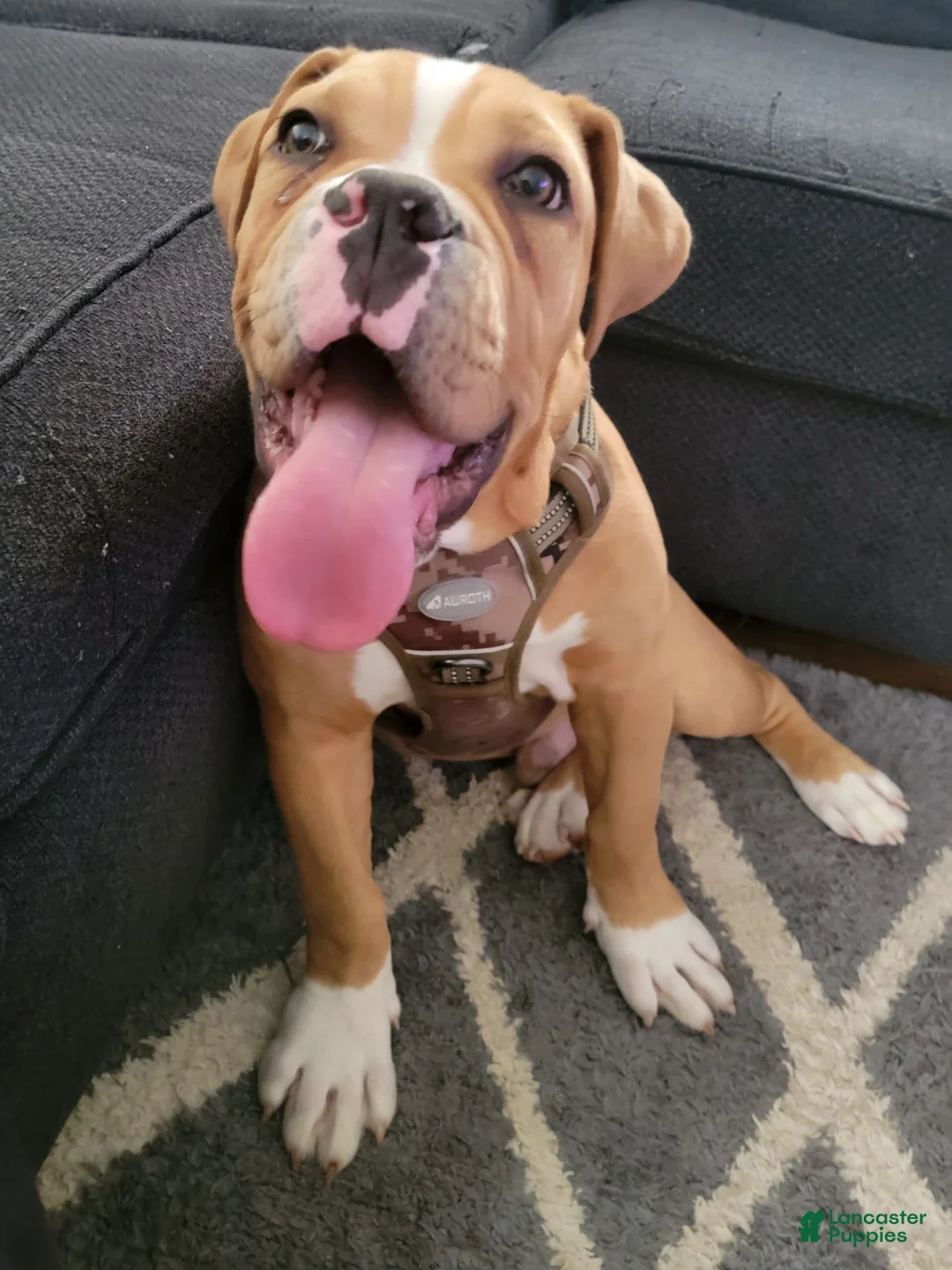 Gallery Image {{count}}