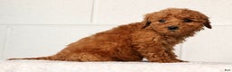 Mini Goldendoodle dogs for sale: Lori - Ad 5