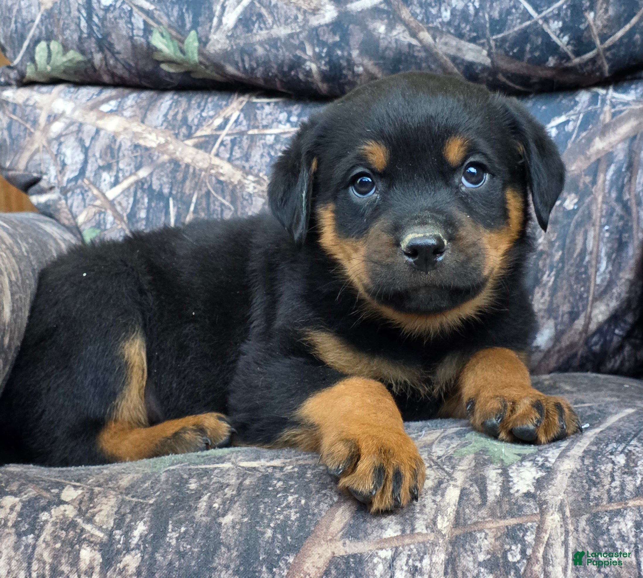 Rottweiler dogs Dallas - Ad 2