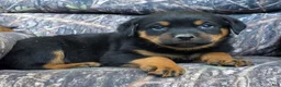 Rottweiler dogs for sale: Dallas - Ad 2