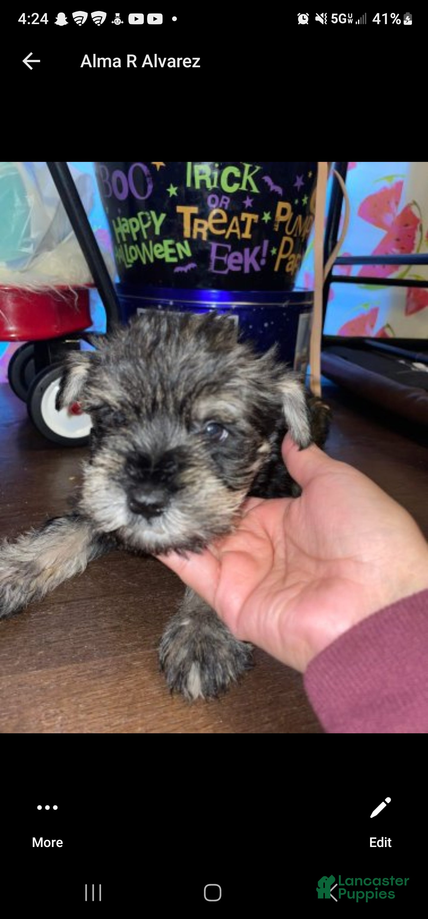Miniature Schnauzer dogs for sale: Miniature Schnauzer 8 - Ad 4