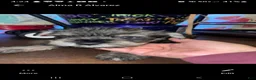 Miniature Schnauzer dogs for sale: Miniature Schnauzer 8 - Ad 1