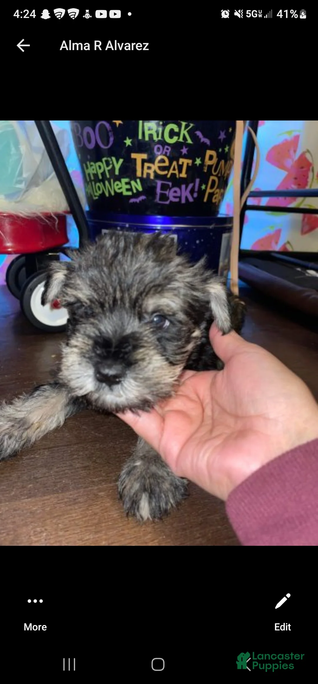 Miniature Schnauzer dogs for sale: Miniature Schnauzer 8 - Ad 1