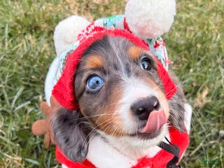 Miniature Dachshund dogs Nutmeg - Ad 19