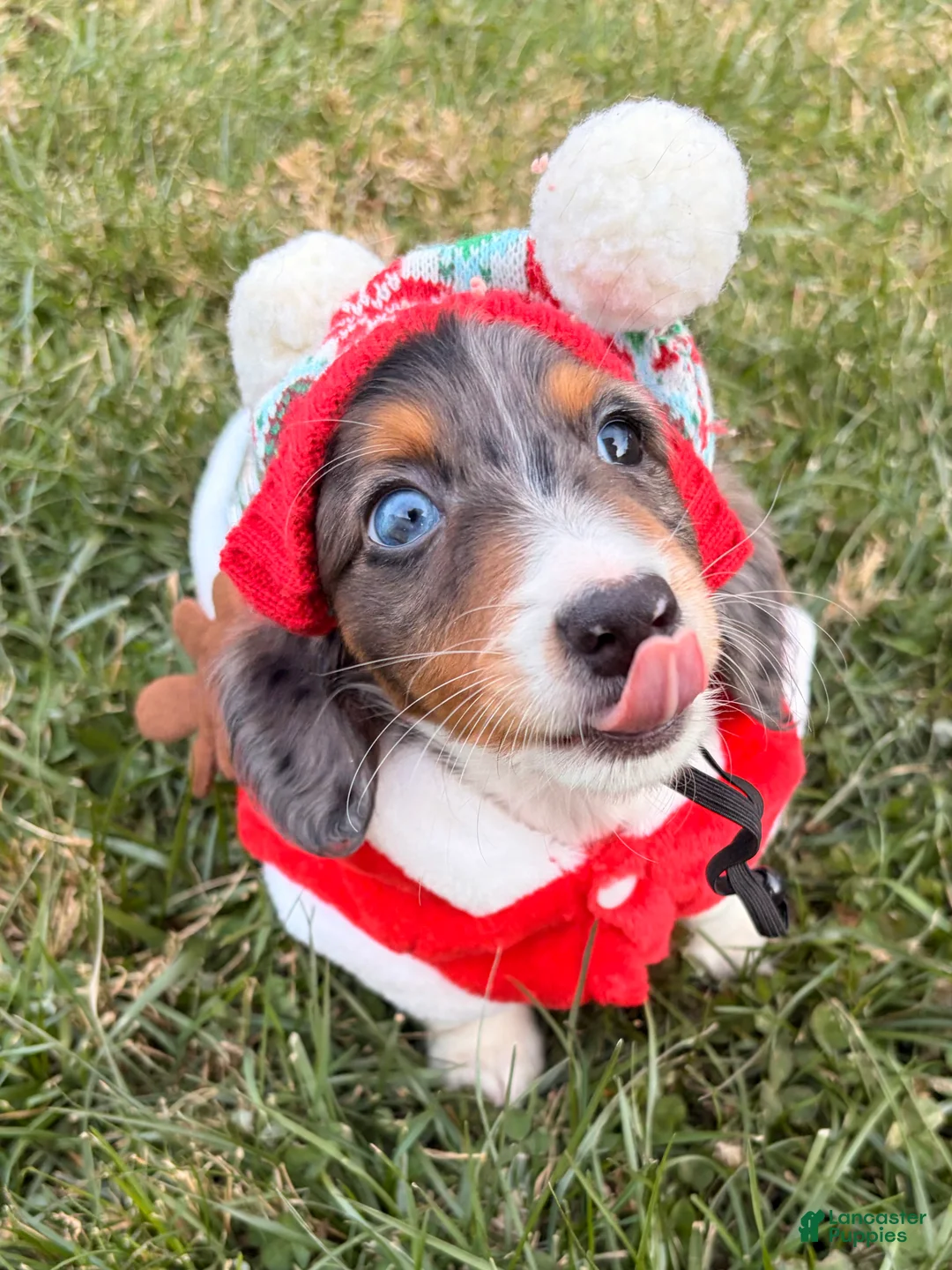 Miniature Dachshund dogs for sale: Nutmeg - Ad 1