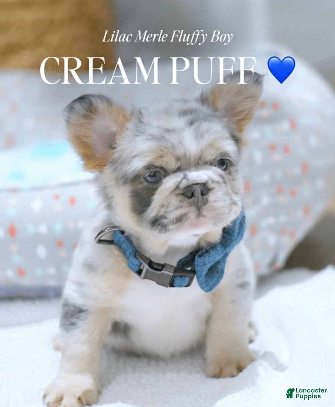 French Bulldog dogs for sale: Tucker - Ad 2