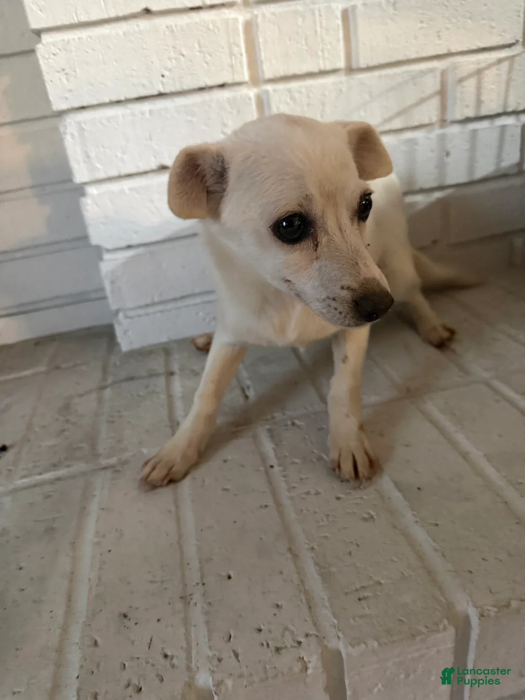Chihuahua dogs for sale: Chihuahua Puppy 1 - Ad 3