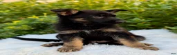 German Shepherd dogs for sale: Viper - Ad 6