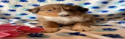 Mixed Breed dogs for sale: Bonnie - Ad 3
