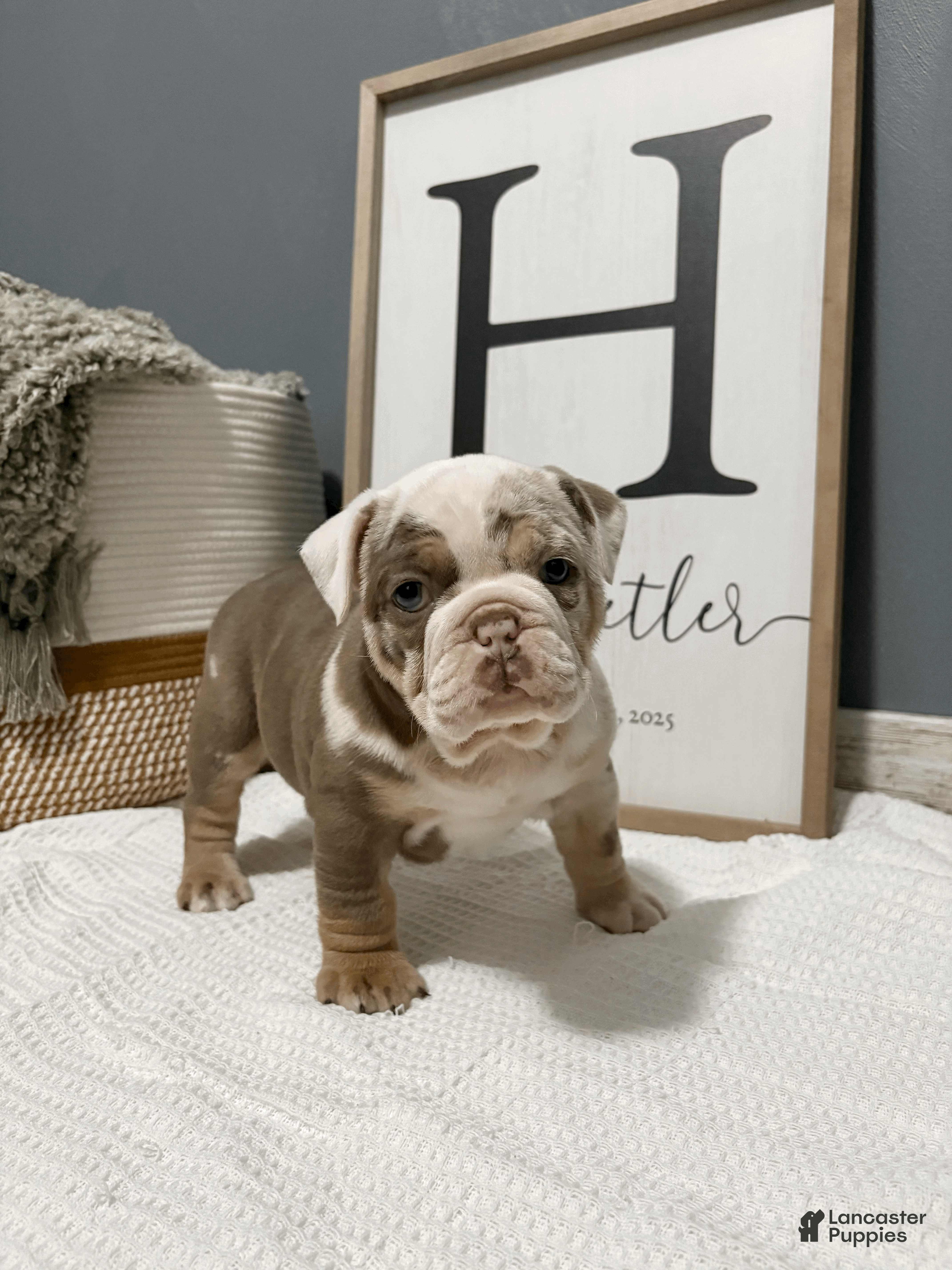 Mixed Breed dogs Marley - Ad 2