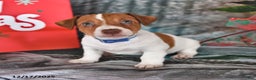 Jack Russell Terrier dogs for sale: Oscar - Ad 1
