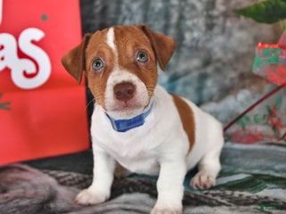 Jack Russell Terrier dogs Oscar - Ad 5