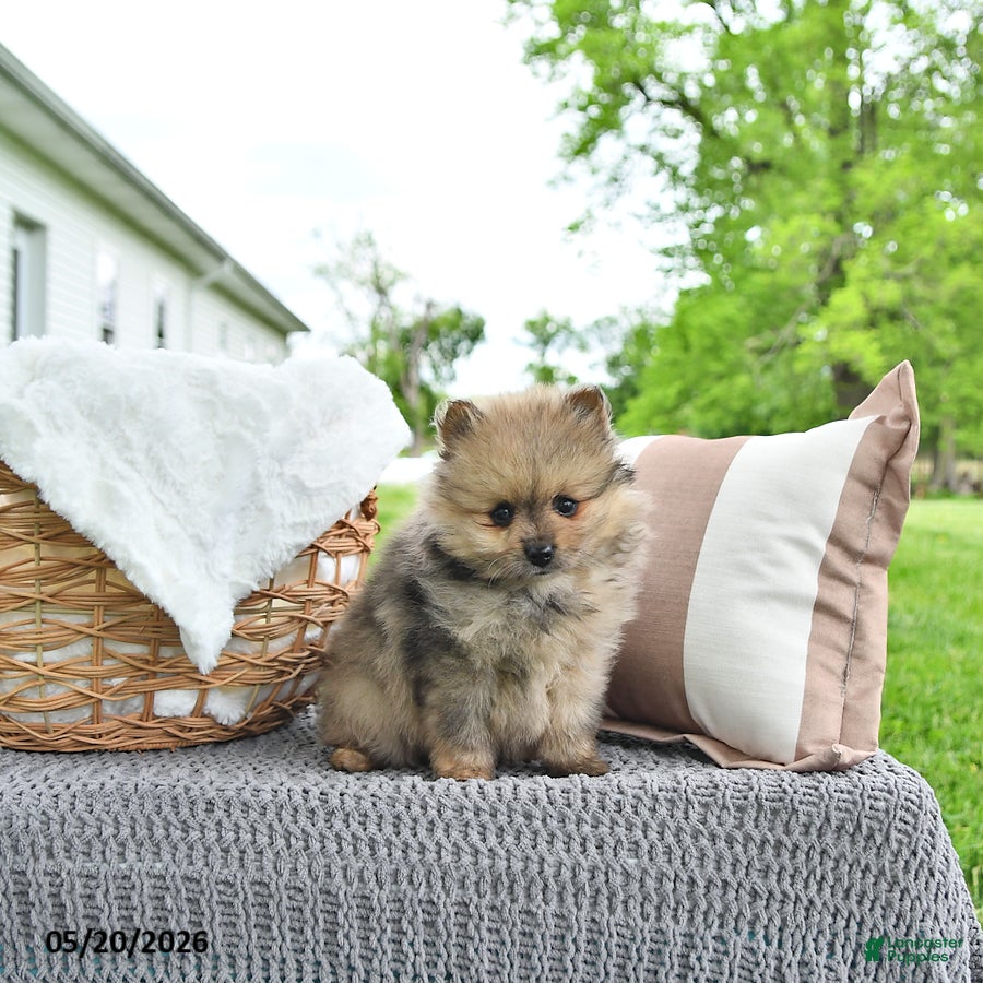 Pomeranian dogs Alex - Ad 1