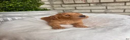 Goldendoodle dogs for sale: Goldendoodle Puppy 1 - Ad 2