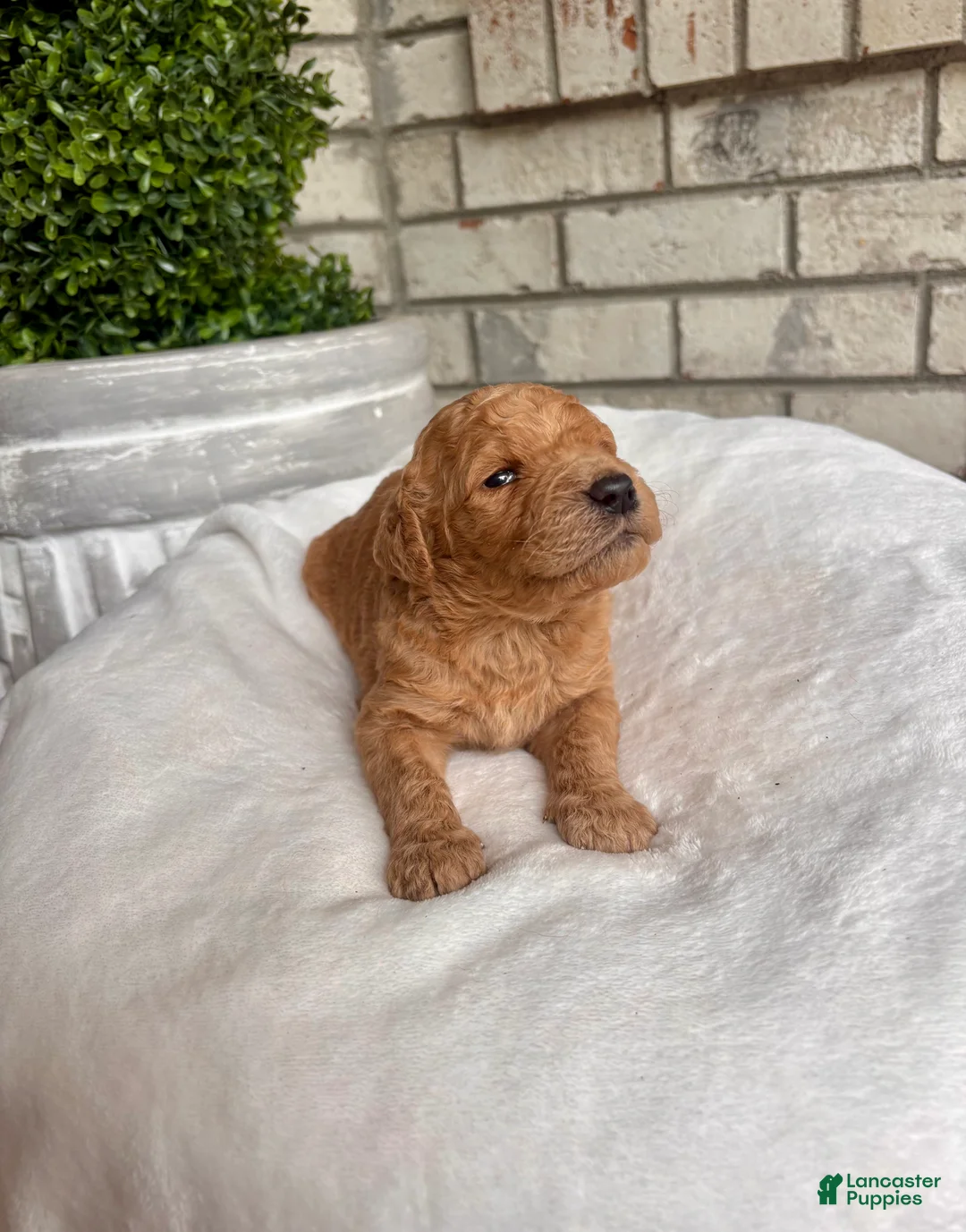 Goldendoodle dogs for sale: Goldendoodle Puppy 1 - Ad 2