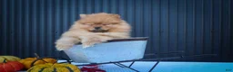 Pomeranian dogs for sale: 🐾 Meet Rosco — A Bouncy Little Ball of Fluff! 🐾 - Ad 13