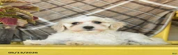 Maltipoo dogs for sale: Sugar  - Ad 3