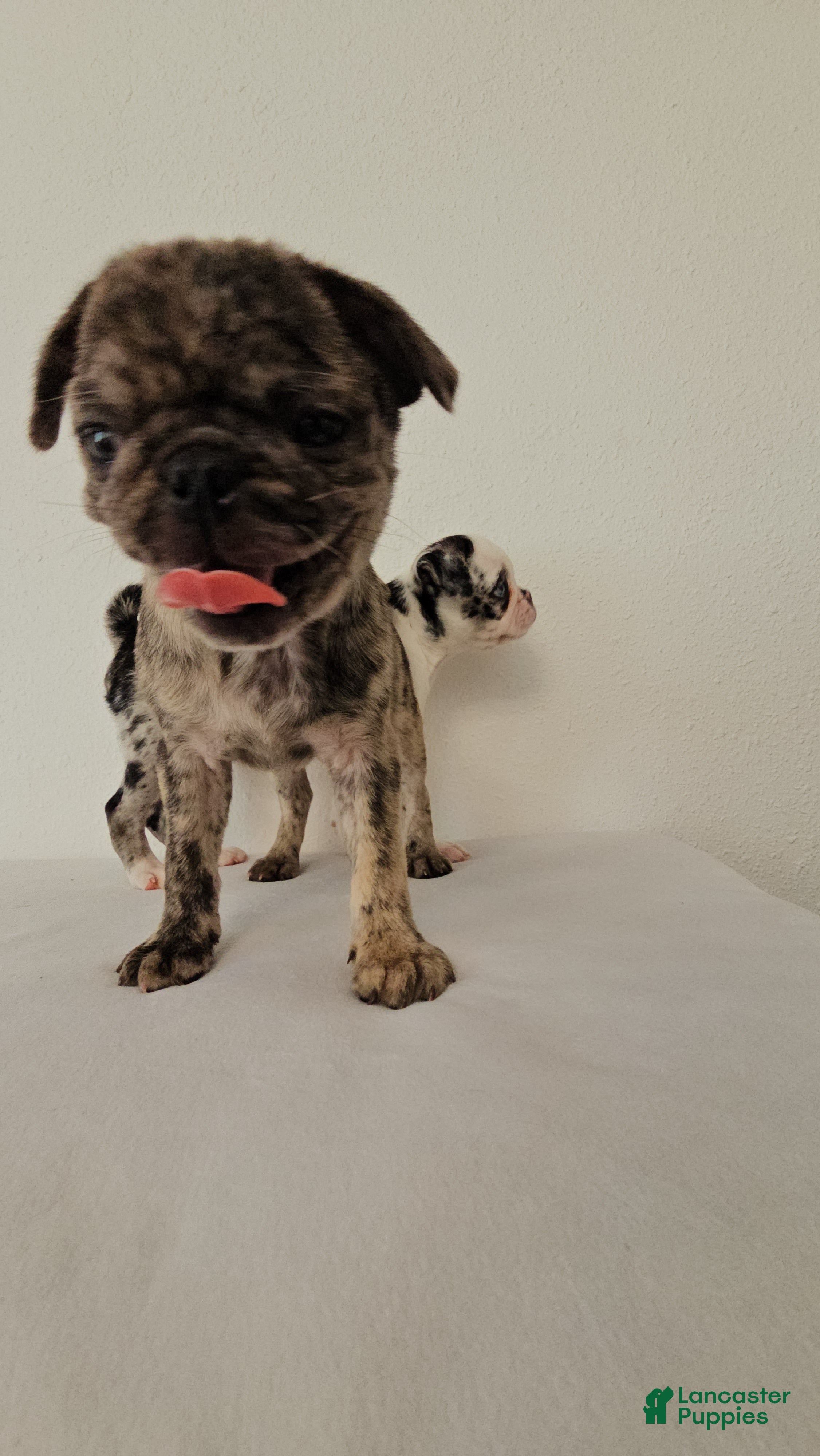 Pug dogs Tiger Girl - Ad 6