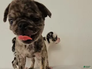 Pug dogs Tiger Girl - Ad 6